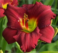 Hemerocallis Güngüzeli fidesi