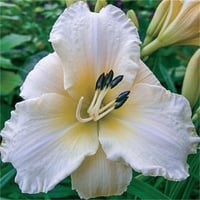 Hemerocallis Güngüzeli fidesi