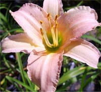 Hemerocallis Güngüzeli fidesi