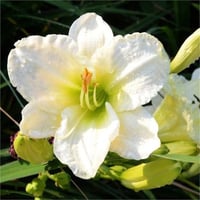 Hemerocallis Güngüzeli fidesi