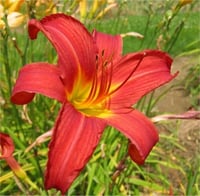 Hemerocallis Güngüzeli fidesi