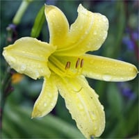 Hemerocallis Güngüzeli fidesi