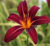 Hemerocallis Güngüzeli fidesi