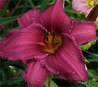 Hemerocallis Güngüzeli fidesi