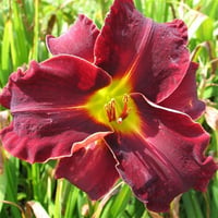 Hemerocallis Güngüzeli fidesi
