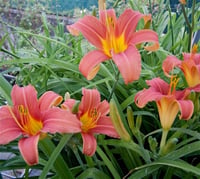 Hemerocallis Güngüzeli fidesi