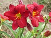 Hemerocallis Güngüzeli fidesi