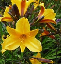 Hemerocallis Güngüzeli fidesi