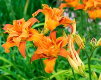 Hemerocallis Güngüzeli fidesi