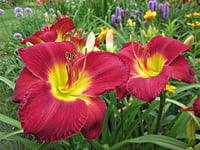 Hemerocallis Güngüzeli fidesi
