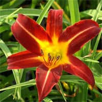 Hemerocallis Güngüzeli fidesi