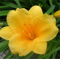 Hemerocallis Güngüzeli fidesi