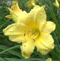 Hemerocallis Güngüzeli fidesi