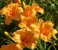 Hemerocallis Güngüzeli fidesi