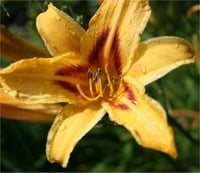 Hemerocallis Güngüzeli fidesi