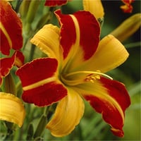 Hemerocallis Güngüzeli fidesi