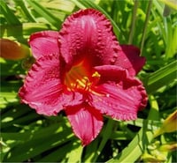 Hemerocallis Güngüzeli fidesi