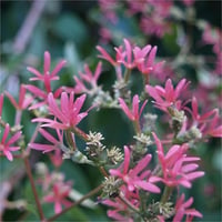 Heptacodium miconioides Tiansan Yedi Oğul Çiçeği fidanı
