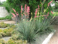 Hesperaloe parviflora Rubra soğuğa dayanıklı kırmızı yukka