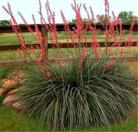 Hesperaloe parviflora Rubra soğuğa dayanıklı kırmızı yukka
