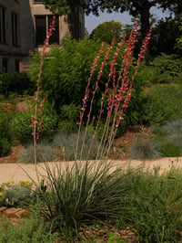 Hesperaloe parviflora soğuğa dayanıklı kırmızı yukka
