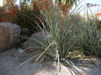 Hesperaloe parviflora soğuğa dayanıklı kırmızı yukka
