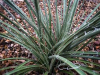 Hesperaloe parviflora soğuğa dayanıklı kırmızı yukka