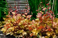 Heuchera sanguinea caramel Mercan Çanı - 0-20 cm