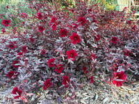 Hibiscus acetosella Cranberry kırmızı yapraklı hibiscus