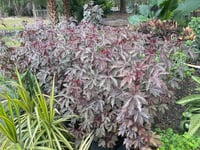 Hibiscus acetosella Cranberry kırmızı yapraklı hibiscus