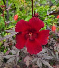 Hibiscus acetosella Cranberry kırmızı yapraklı hibiscus