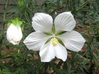 Hibiscus coccineus alba soğuğa dayanıklı beyaz çin gülü