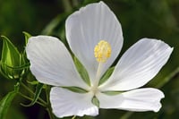 Hibiscus coccineus alba soğuğa dayanıklı beyaz çin gülü