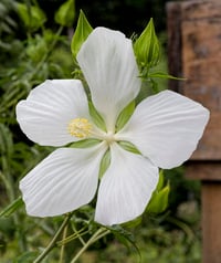 Hibiscus coccineus alba soğuğa dayanıklı beyaz çin gülü