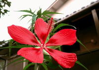 Hibiscus coccineus soğuğa dayanıklı çin gülü