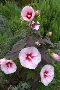 Hibiscus moscheutos Misk kokulu Gülhatmi fidanı Perfect storm
