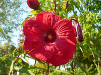 Hibiscus moscheutos Misk kokulu Gülhatmi fidanı Fireball
