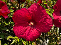Hibiscus moscheutos Misk kokulu Gülhatmi fidanı Fireball
