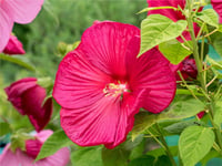 Hibiscus moscheutos Misk kokulu Gülhatmi fidanı Raijin