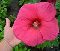 Hibiscus moscheutos Pl. Gri. tangri Misk kokulu Gülhatmi fidanı 0-50cm
