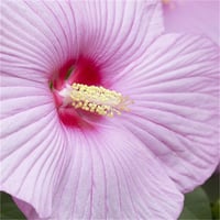 Hibiscus moscheutos Rose clair Misk kokulu Gülhatmi fidanı 0-50cm