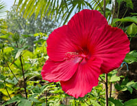 Hibiscus moscheutos Rouge Gülhatmi fidanı