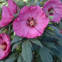 Hibiscus moscheutos Summerific Berry awe Misk Kokulu Gül Hatmi fidanı