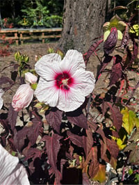 Hibiscus syriacus Dark mystery Gül Hatmi fidanı