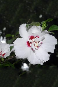 Hibiscus syriacus Speciosus Gül Hatmi fidanı