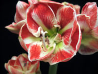 Hippeastrum Amaryllis Soğanı (Güzel Hatun Çiçeği Soğanı) Samba