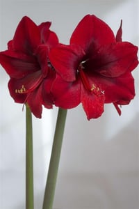 Hippeastrum Amaryllis Soğanı (Güzel Hatun Çiçeği Soğanı) Grand Diva