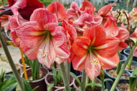 Hippeastrum Amaryllis Soğanı (Güzel Hatun Çiçeği Soğanı) Pink Panther