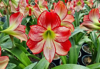 Hippeastrum Amaryllis Soğanı (Güzel Hatun Çiçeği Soğanı) Flaming Queen