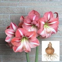 Hippeastrum Amaryllis Soğanı (Güzel Hatun Çiçeği Soğanı) Winter Delight